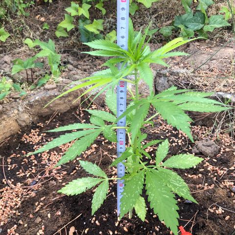 Purple Moby Dick growlog timeline photo