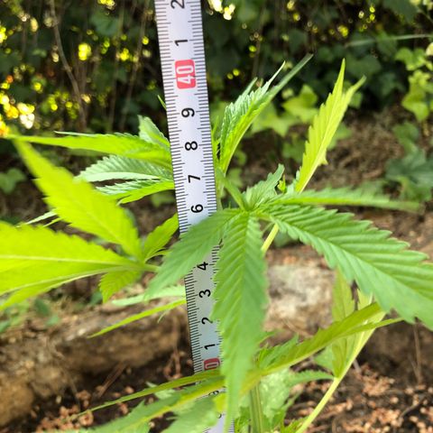 Purple Moby Dick growlog photo: Hoy no se ha echado nada