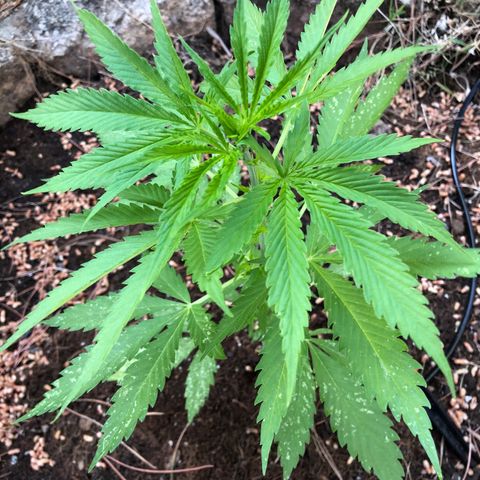 Purple Moby Dick growlog photo: Hoy no se ha echado nada