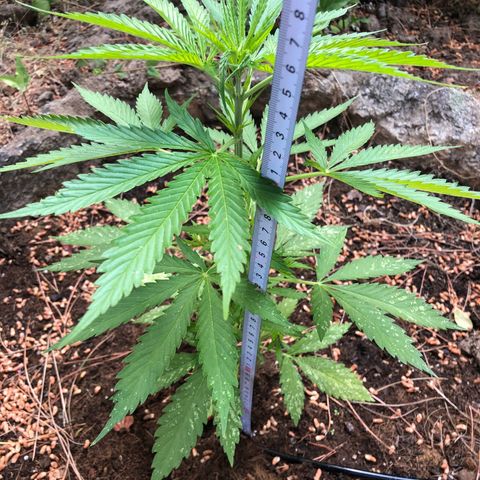 Purple Moby Dick growlog timeline photo