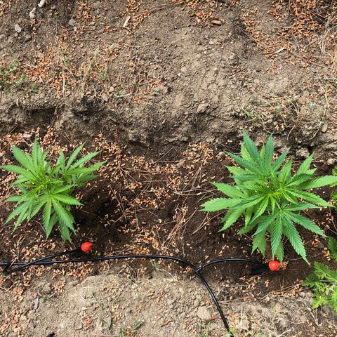 Purple Moby Dick growlog timeline photo