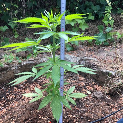 Purple Moby Dick growlog timeline photo