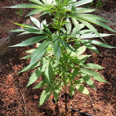 Purple Moby Dick growlog timeline photo