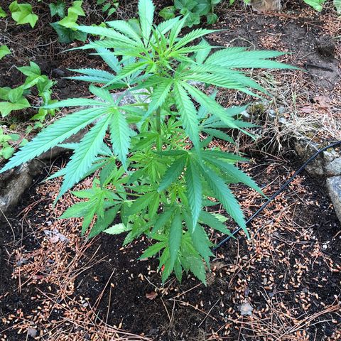 Purple Moby Dick growlog timeline photo