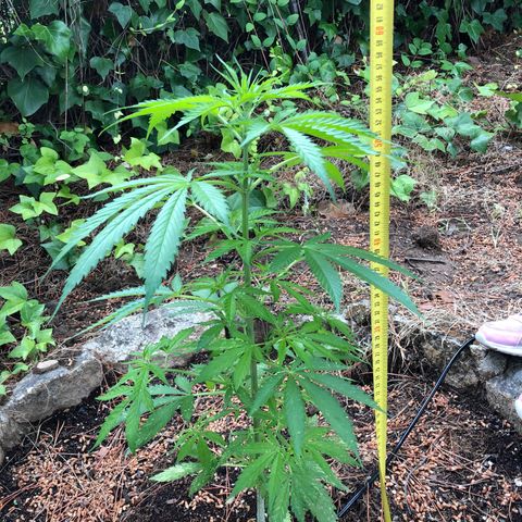 Purple Moby Dick growlog timeline photo