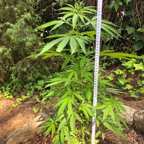 Purple Moby Dick growlog timeline photo