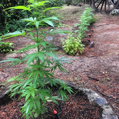 Purple Moby Dick growlog timeline photo