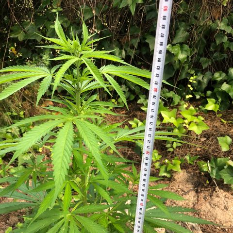 Purple Moby Dick growlog timeline photo