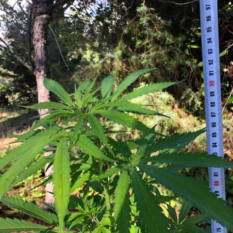 Purple Moby Dick growlog timeline photo