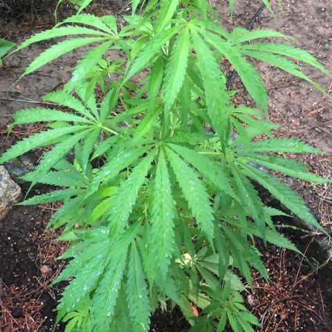Purple Moby Dick growlog timeline photo