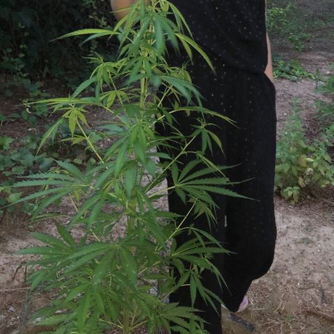 Purple Moby Dick growlog timeline photo