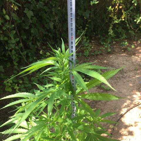 Purple Moby Dick growlog timeline photo