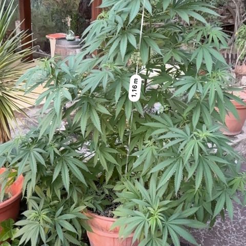 Purple Moby Dick growlog photo: Topveg