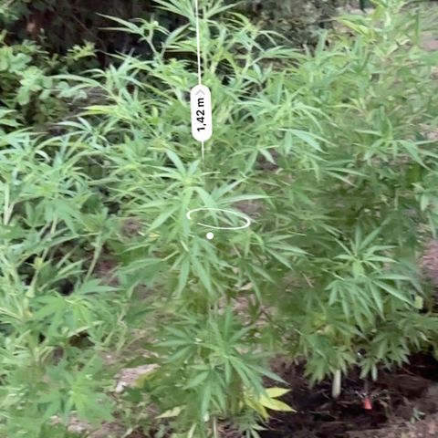 Purple Moby Dick growlog photo: Topveg