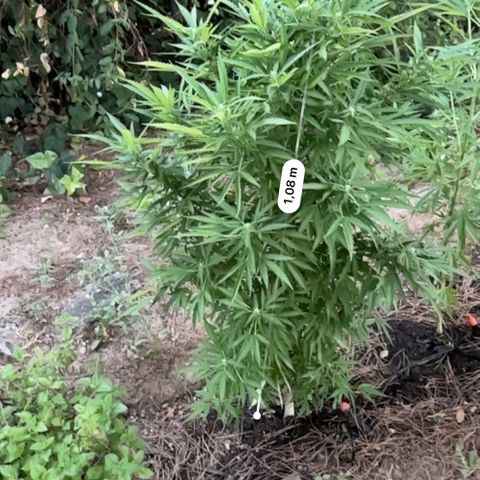 Purple Moby Dick growlog photo: Topveg