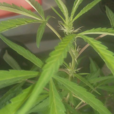 A mina ganjah (prensado) growlog photo: Topo  principal crescendo a todo vapor. 
É o meu primeiro cultivo e eu não sabia nada sobre poda. Ontem, ao ver alguns vídeos no YouTube, descobri que eu poderia ter feito a poda top e assim eu teria dois galhos principais com buds de excelente qualidade. Mas é minha primeira vez e tá tudo bem! na próxima vez eu não vou cometer esse erro. #girlgrower