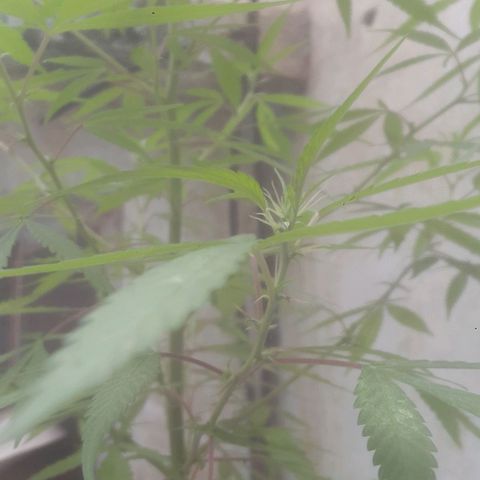 A mina ganjah (prensado) growlog timeline photo