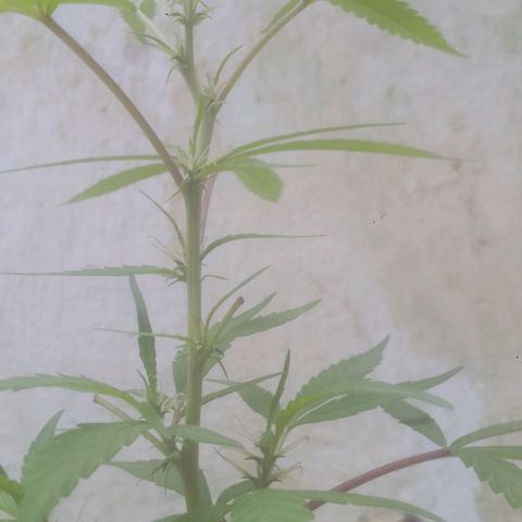 A mina ganjah (prensado) growlog timeline photo