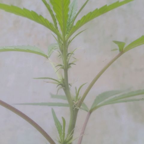 A mina ganjah (prensado) growlog timeline photo