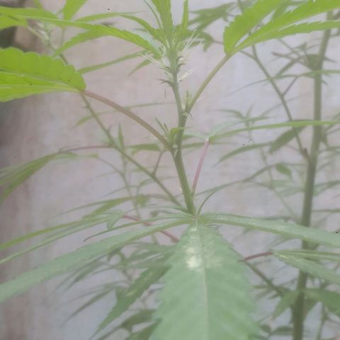 A mina ganjah (prensado) growlog timeline photo