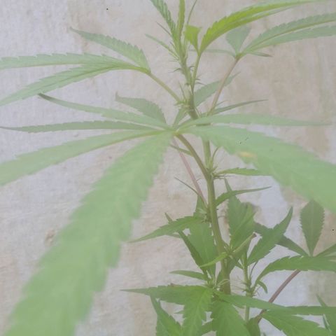 A mina ganjah (prensado) growlog timeline photo
