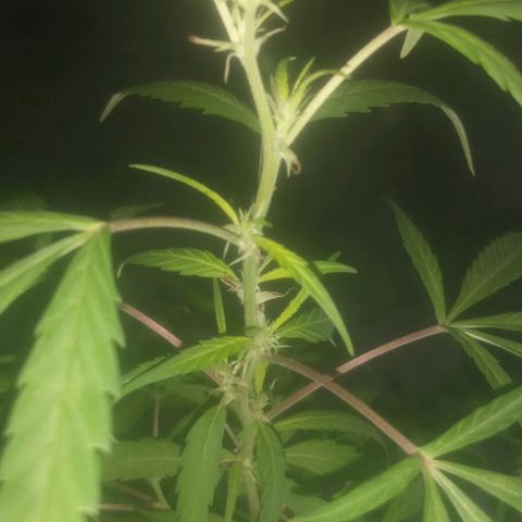 A mina ganjah (prensado) growlog timeline photo