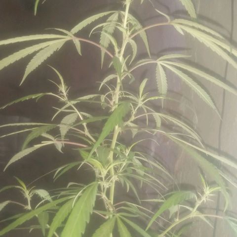 A mina ganjah (prensado) growlog timeline photo