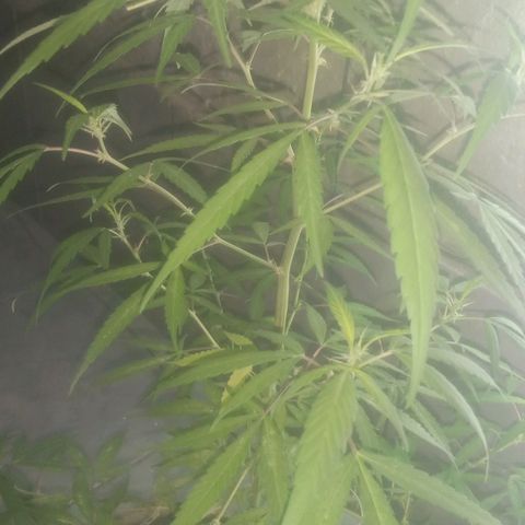 A mina ganjah (prensado) growlog timeline photo