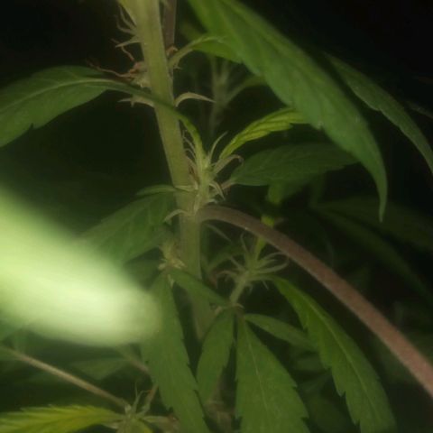 A mina ganjah (prensado) growlog timeline photo