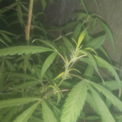 A mina ganjah (prensado) growlog timeline photo
