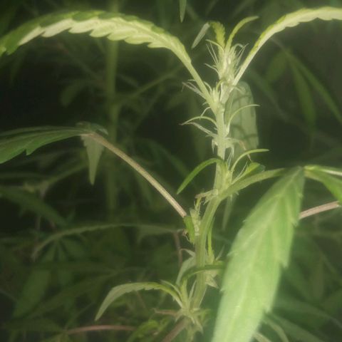 A mina ganjah (prensado) growlog timeline photo