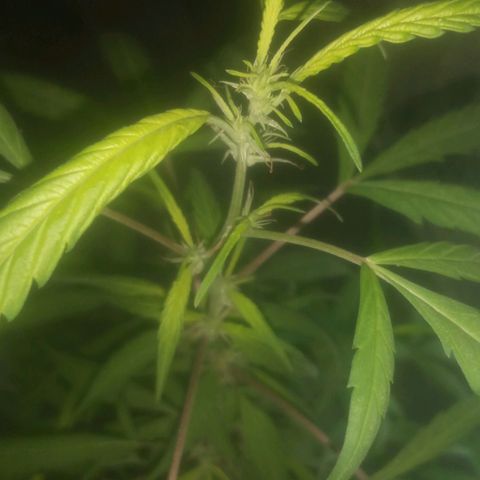 A mina ganjah (prensado) growlog timeline photo