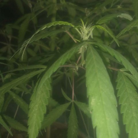 A mina ganjah (prensado) growlog timeline photo