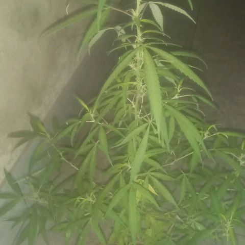 A mina ganjah (prensado) growlog timeline photo