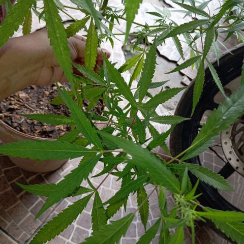 A mina ganjah (prensado) growlog photo: Esse galho é o maior e o mais grosso entre os demais. Estou botando muita fé nele rs. 
