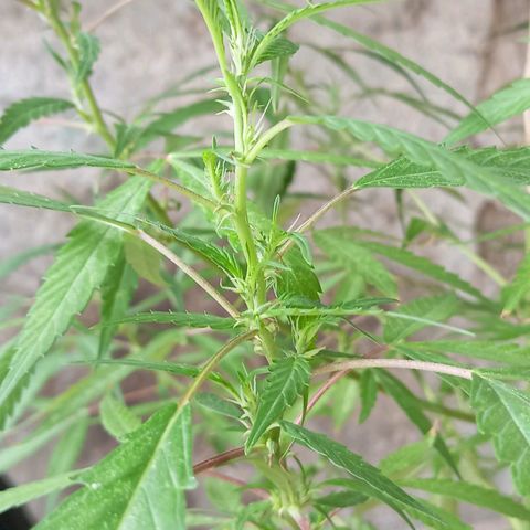 A mina ganjah (prensado) growlog timeline photo