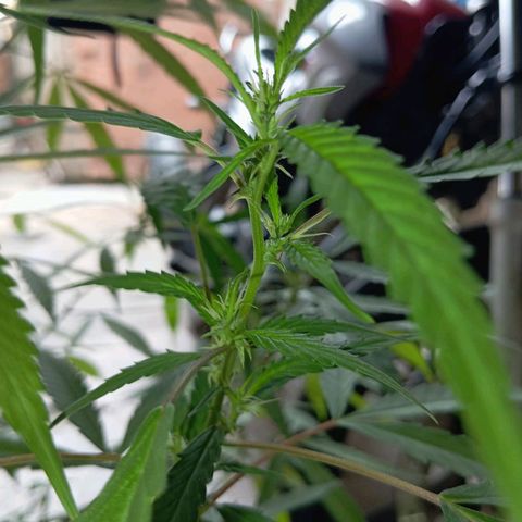 A mina ganjah (prensado) growlog timeline photo