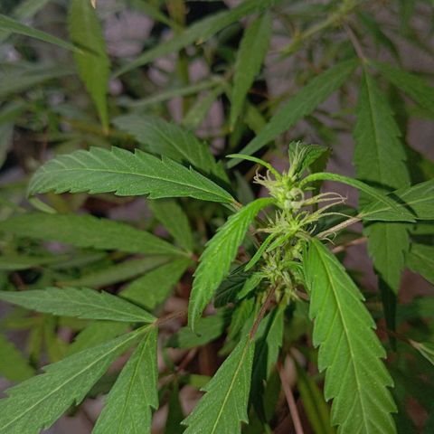 A mina ganjah (prensado) growlog photo: Na última semana os buds deram uma boa crescida, devido aos nutrientes adicionados. As pragas foram combatidas e a saúde da planta está ótima. A planta passou por uns estresses há algumas semana atrás e acabou que regrediu, quase voltou para o estado vegetativo mas com muito cuidado eu consegui recupera-la e agora ela está 100%.
