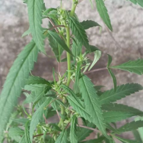 A mina ganjah (prensado) growlog photo: Na última semana os buds deram uma boa crescida, devido aos nutrientes adicionados. As pragas foram combatidas e a saúde da planta está ótima. A planta passou por uns estresses há algumas semana atrás e acabou que regrediu, quase voltou para o estado vegetativo mas com muito cuidado eu consegui recupera-la e agora ela está 100%.