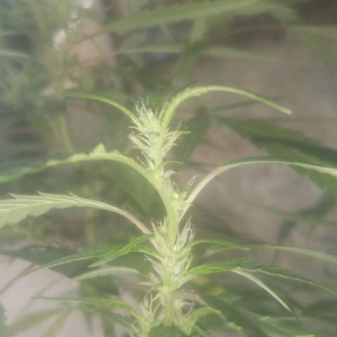 A mina ganjah (prensado) growlog timeline photo