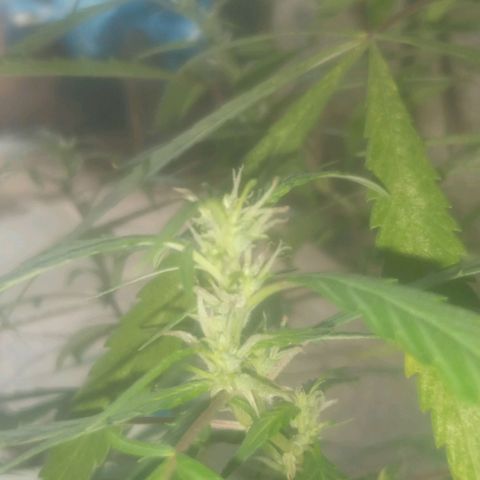A mina ganjah (prensado) growlog timeline photo