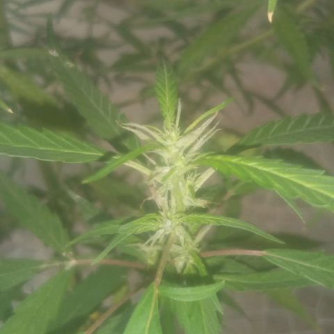 A mina ganjah (prensado) growlog timeline photo