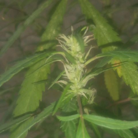 A mina ganjah (prensado) growlog timeline photo