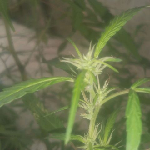 A mina ganjah (prensado) growlog timeline photo