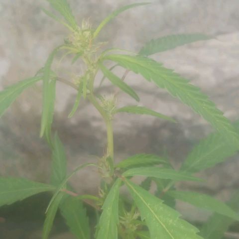 A mina ganjah (prensado) growlog timeline photo