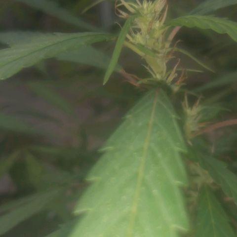 A mina ganjah (prensado) growlog timeline photo