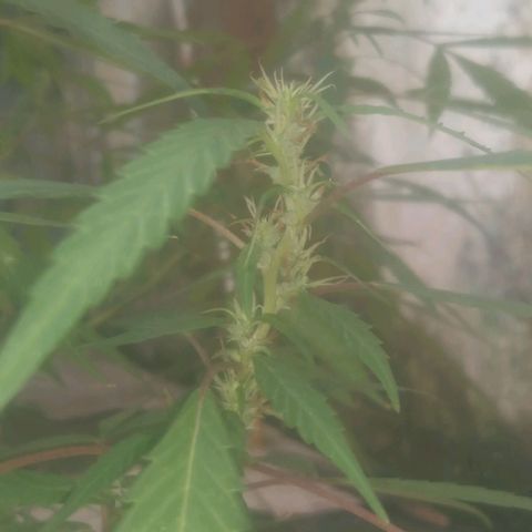 A mina ganjah (prensado) growlog timeline photo