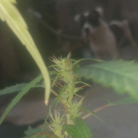 A mina ganjah (prensado) growlog timeline photo