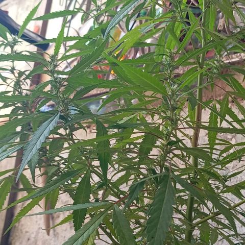 A mina ganjah (prensado) growlog timeline photo