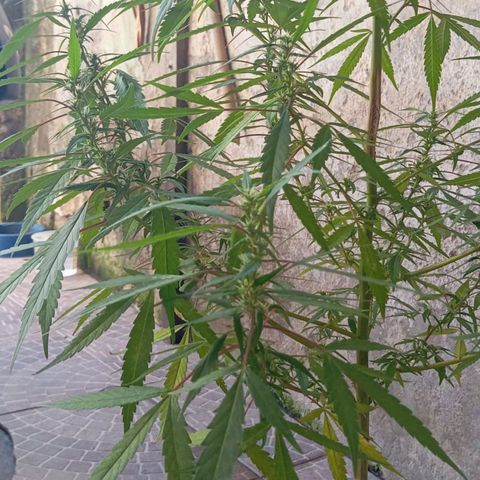 A mina ganjah (prensado) growlog timeline photo